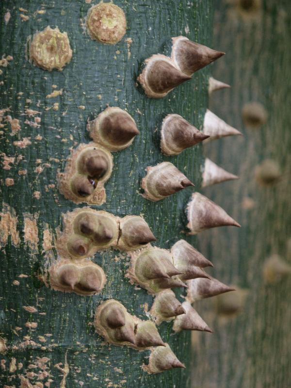 Cambridge, England: Botanic Garden: Kapok Tree (Ceiba pentandra)