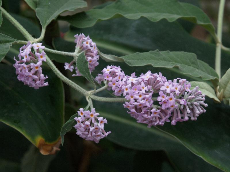 Cambridge, England: Botanic Garden: Kahli ginger lily (Hedychium gardnerianum)