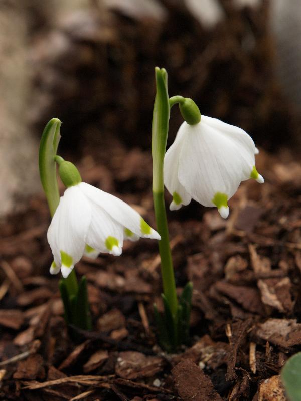 Cambridge, England: Botanic Garden: Spring snowflake (Leucojum vernum)