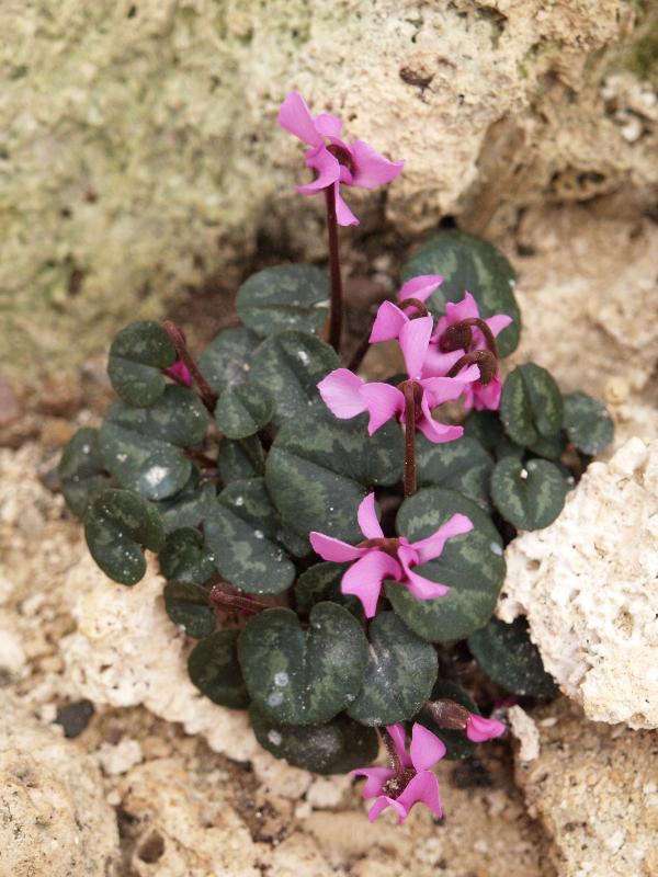Cambridge, England: Botanic Garden: Anatolean (or Wheel-wing) Cyclamen (Cyclamen trochopteranthum)