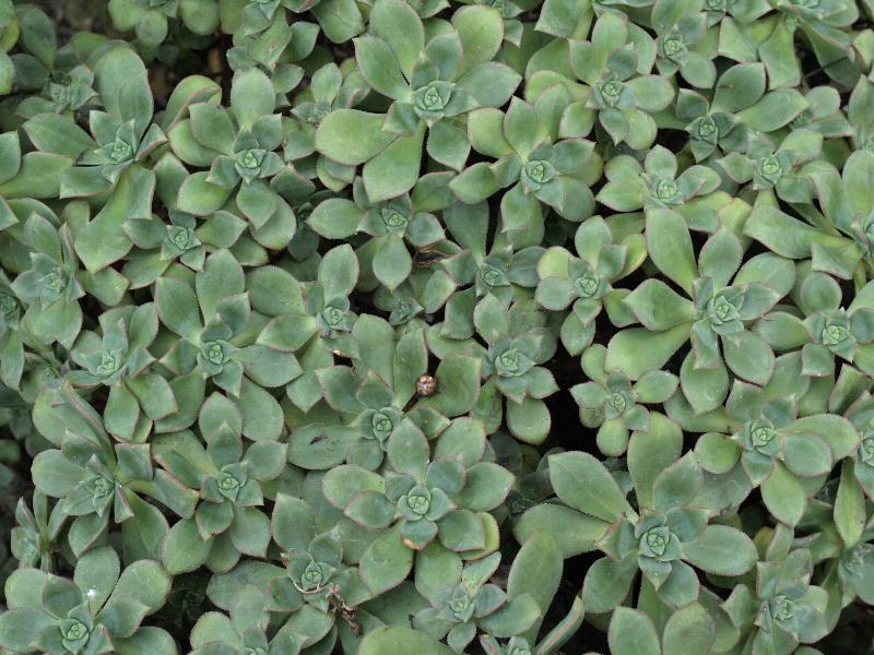 Cambridge, England: Botanic Garden: Pinwheel (Aeonium haworthii)
