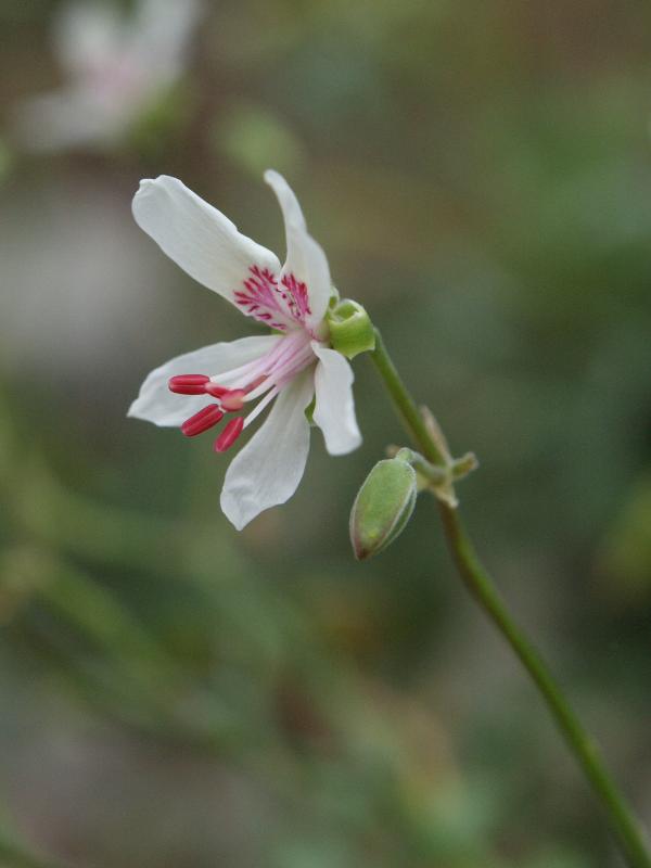 Cambridge, England: Botanic Garden: Samphire-leaved geranium (Pelargonium crithmifolium)