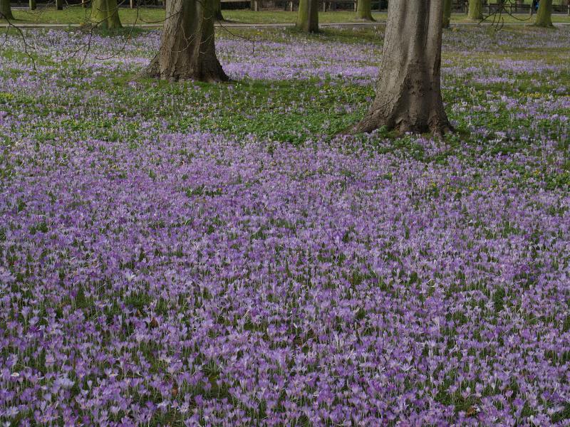 Cambridge, England: Trinity College: purple crocuses at bottom of The Avenue