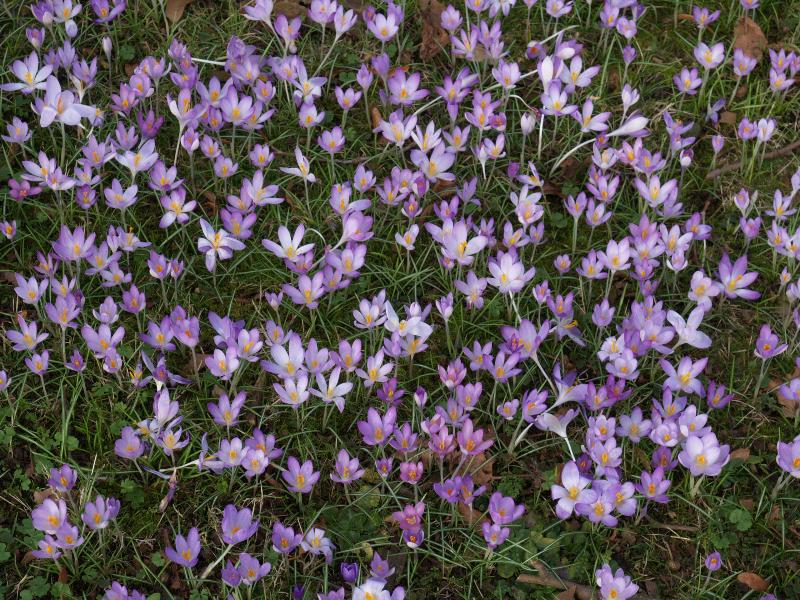 Cambridge, England: Trinity College: purple crocuses at bottom of The Avenue
