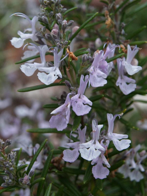 Cambridge, England: Roseford Road: pale pink rosemary (Rosmarinus officinalis) flowers