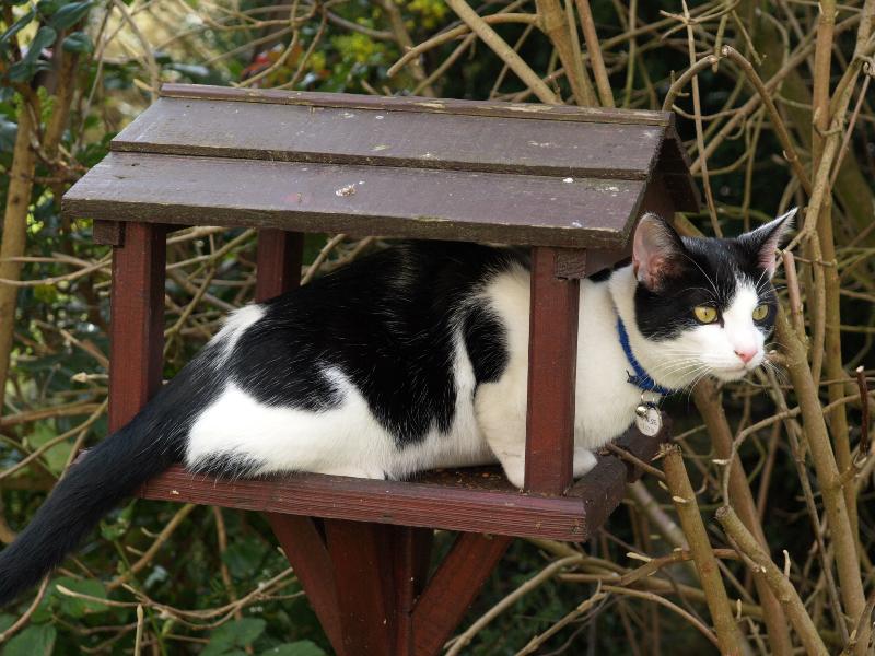 Cambridge, England: Roseford Road: Angus (the young cat) not sure what to do after jumping into the bird feeder