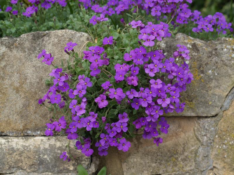Cambridge, England: Roseford Road: purple Aubrietia
