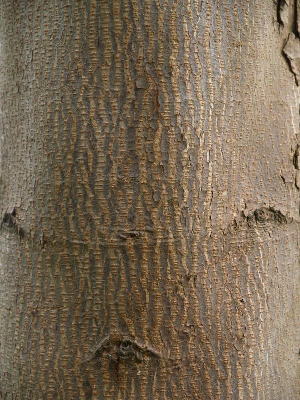 Cambridge, England: Botanic Garden: Aesculus indica