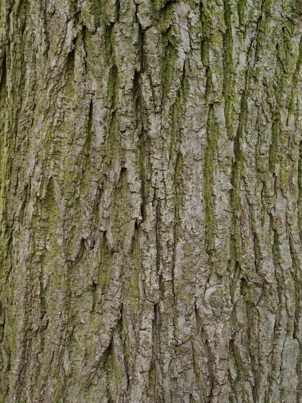 Cambridge, England: Botanic Garden: Broad-leaved Lime (Tilia platyphyllos) bark
