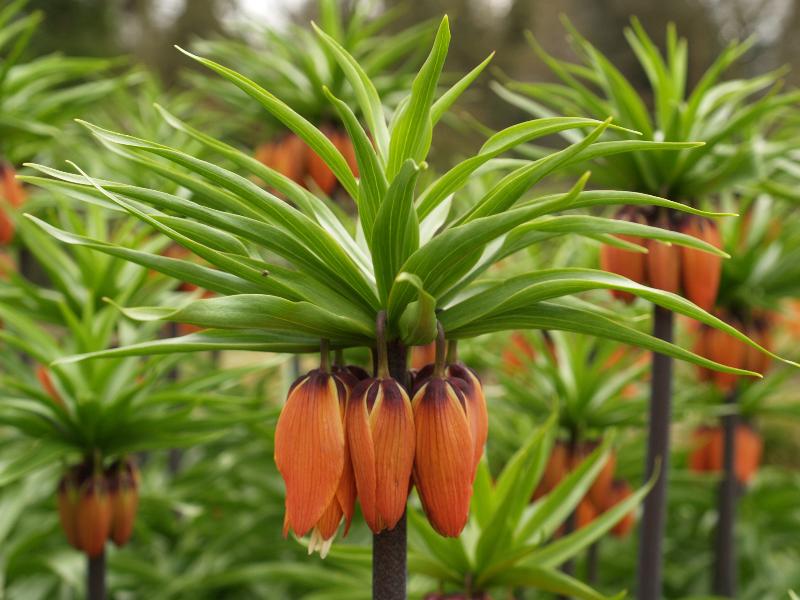 Cambridge, England: Botanic Garden: Crown Imperial Fritillary (Fritillaria imperialis) (orange variety)