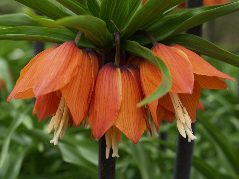 Cambridge, England: Botanic Garden: Crown Imperial Fritillary (Fritillaria imperialis) (orange variety)