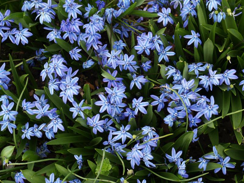 Cambridge, England: Botanic Garden: Siberian squill (Scilla siberica 'Spring Beauty')