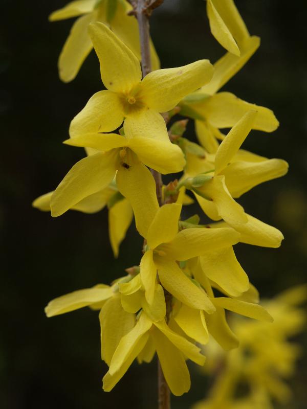 Cambridge, England: Botanic Garden: Forsythia suspensa var. fortunei