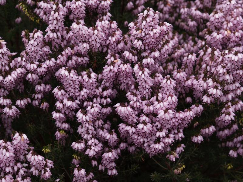 Cambridge, England: Botanic Garden: Irish Heath (Erica erigena 'Superba')