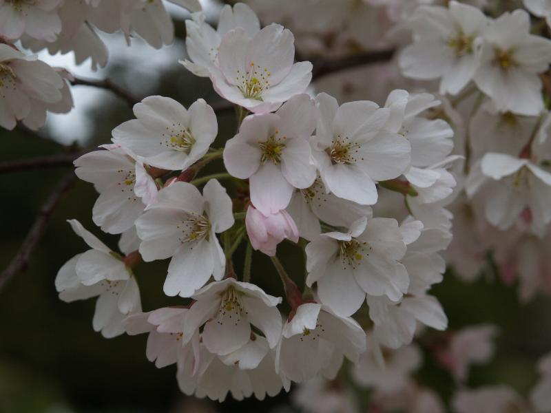 Cambridge, England: Botanic Garden: Yoshino cherry tree (Prunus x yedoensis) blossoms
