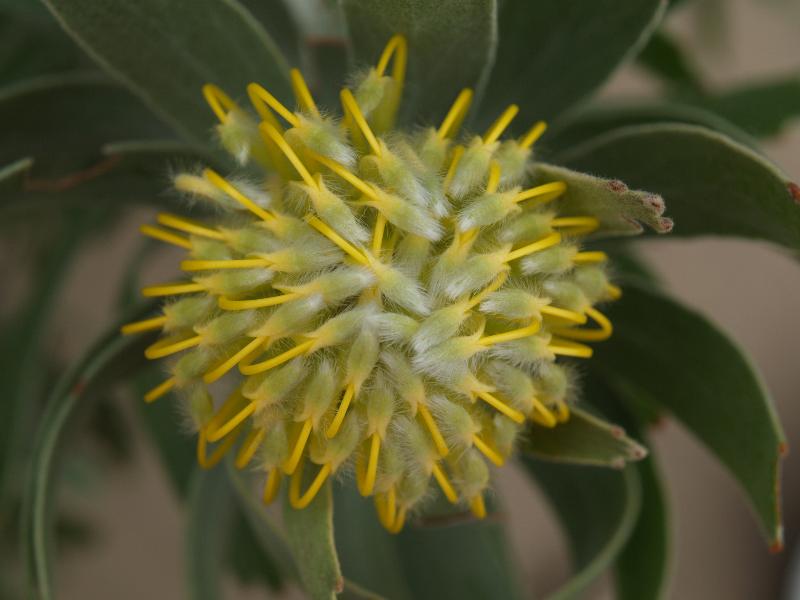 Cambridge, England: Botanic Garden: Wart-stemed Pincushion (Leucospermum cuneiforme) getting ready to open