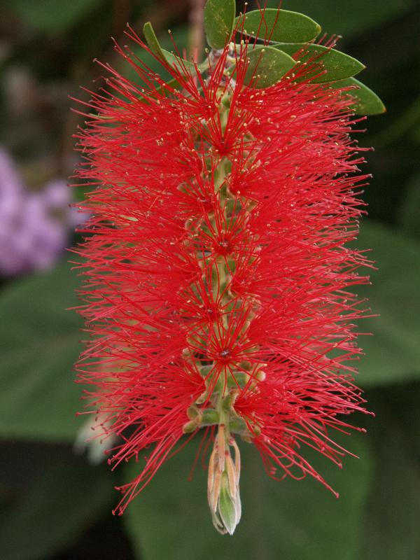 Cambridge, England: Botanic Garden: Crimson Bottle Brush (Callistemon citrinus var. splendens)