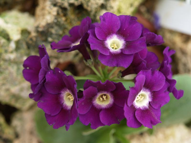 Cambridge, England: Botanic Garden: Primula x pubescens 'Verity's Violet'