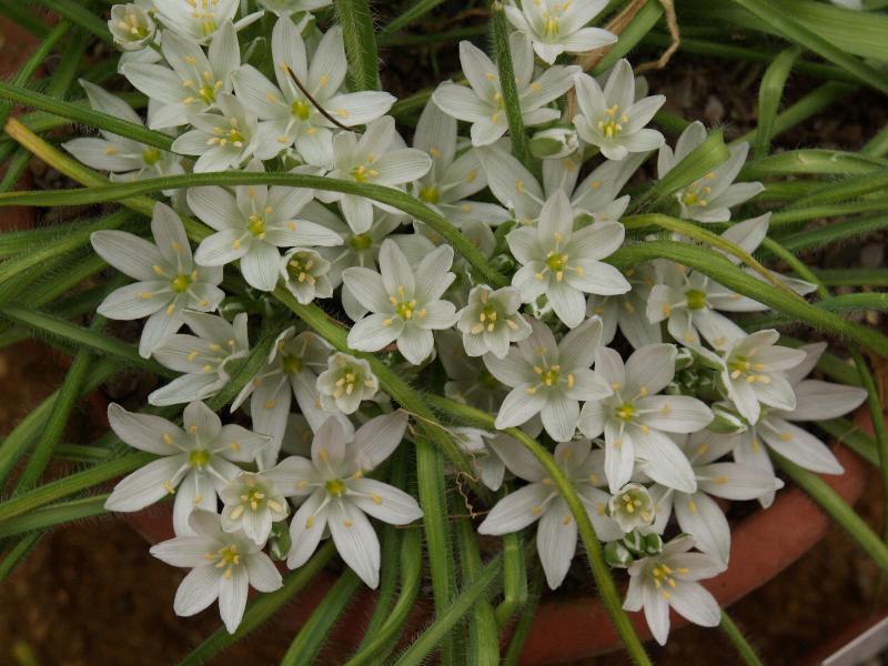 Cambridge, England: Botanic Garden: Ornithogalum fimbriatum Willd.