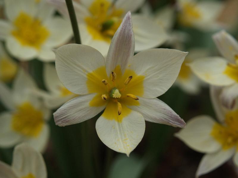 Cambridge, England: Botanic Garden: Tulipa turkestanica