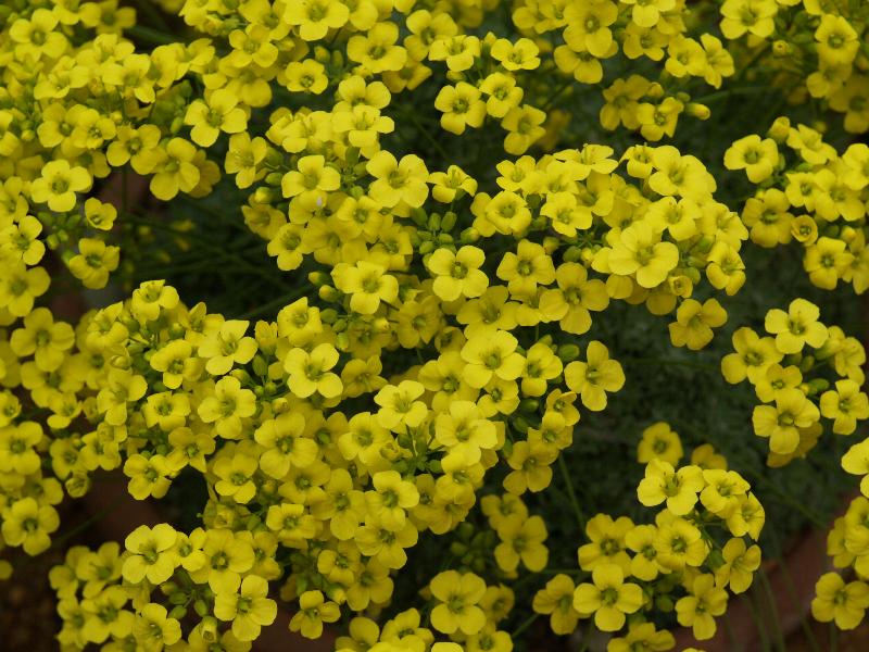 Cambridge, England: Botanic Garden: Draba longisiliqua