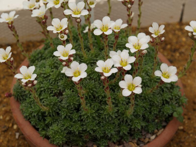 Cambridge, England: Botanic Garden: Saxifraga x Salmonica 'Obristii'
