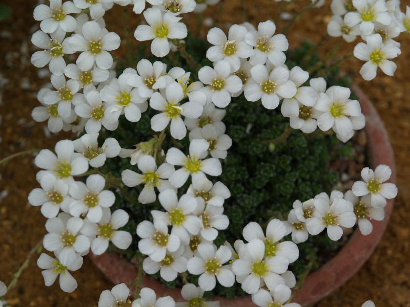 Cambridge, England: Botanic Garden: Saxifraga marginata var. rocheliana