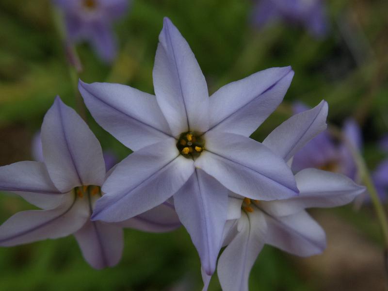 Cambridge, England: Botanic Garden: Ipheion uniflorum 'Violaceum'