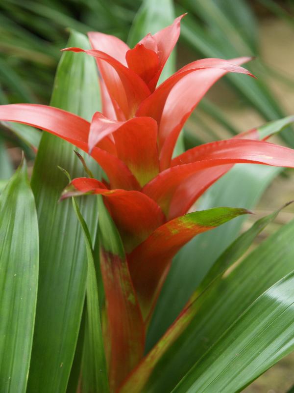 Cambridge, England: Botanic Garden: Nidularium billbergioides