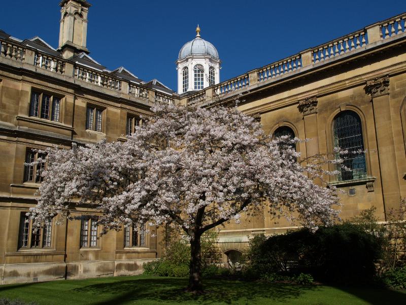 Cambridge, England: Clare College: Old Court cherry tree