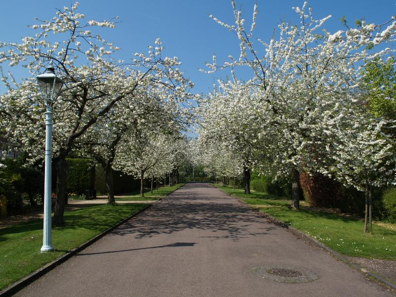 Cambridge, England: Barrow Road: Cherry trees (Prunus) in blossom