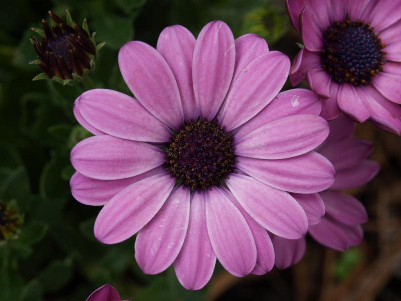 Cambridge, England: Roseford Road: African Daisy, Cape Daisy (Osteospermum)