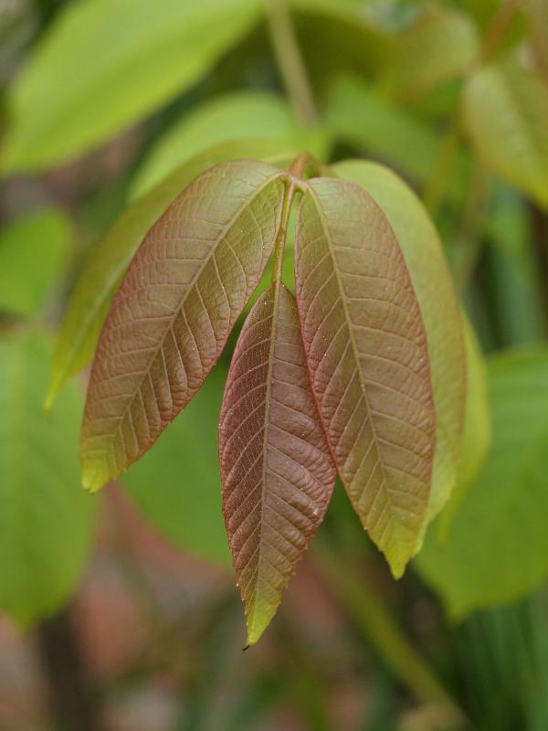 Cambridge, England: Roseford Road: Common Walnut Tree (Juglans regia), young leaves