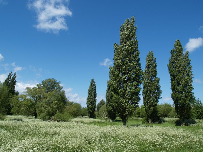 Cambridge, England: Sheep's Green (Coe Fen): view, late spring