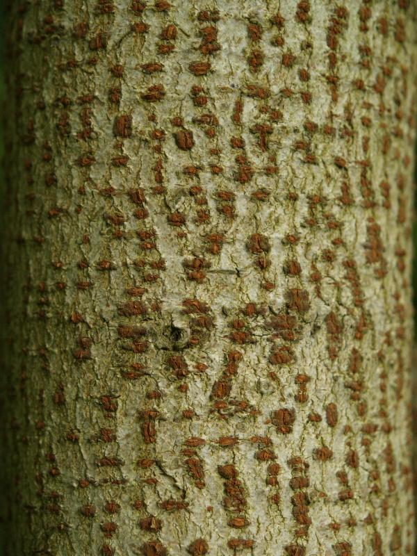 Cambridge, England: Botanic Garden: Chinese Pearlbloom (Poliothyrsis sinensis)