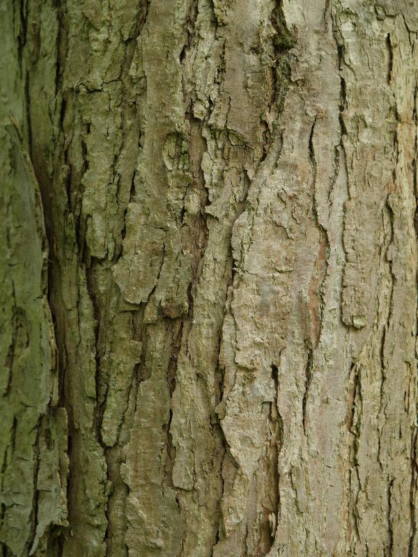 Cambridge, England: Botanic Garden: Populus violascens