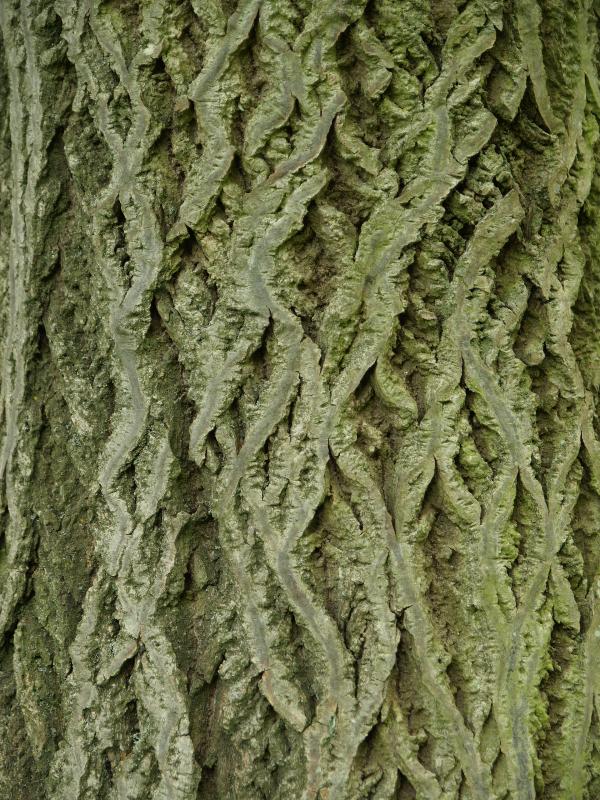 Cambridge, England: Botanic Garden: Butter Nut (Juglans cinerea)