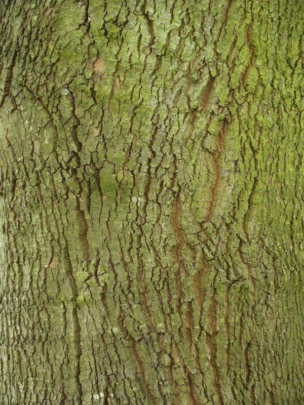 Cambridge, England: Botanic Garden: Oriental Plane (Platanus orientalis)