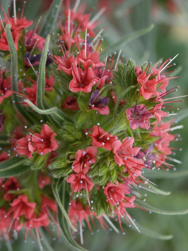 Cambridge, England: Botanic Garden: Tower of Jewels, Tenerife bugloss (Echium wildpretii)