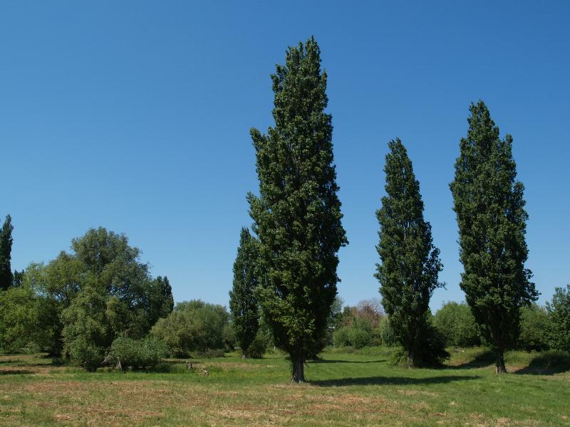 Cambridge, England: Sheep's Green (Coe Fen): view, early summer