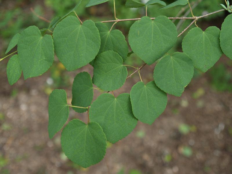Cambridge, England: Botanic Garden: Katsura Tree (Cercidiphyllum japonicum)