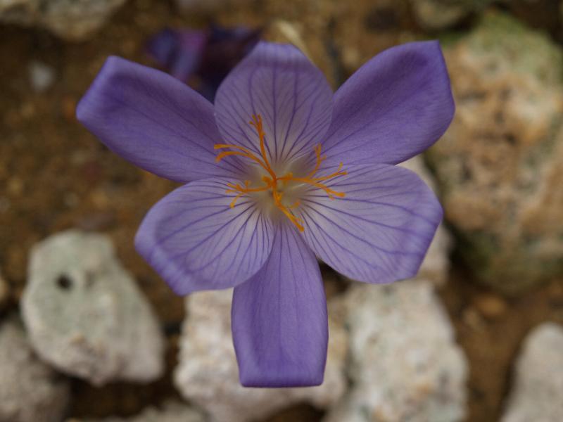 Cambridge, England: Botanic Garden: Autumn Crocus, Fall Crocus (Crocus speciosus)