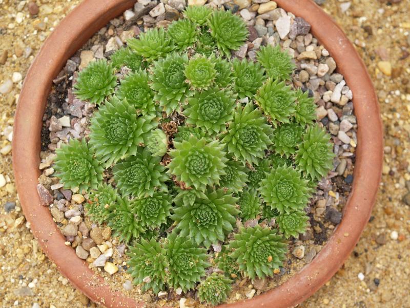 Cambridge, England: Botanic Garden: Sempervivum pumilum