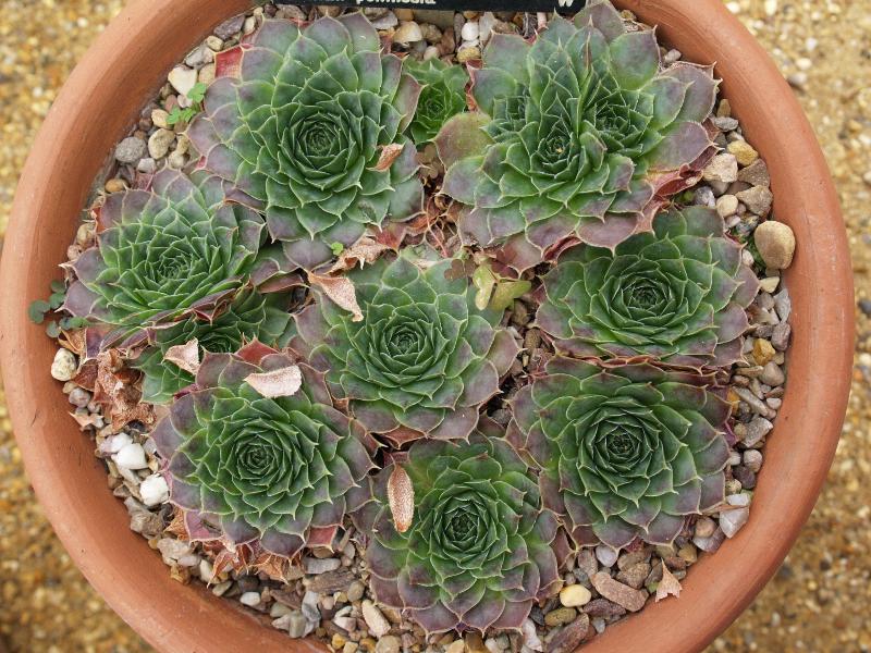 Cambridge, England: Botanic Garden: Sempervivum heuffelii