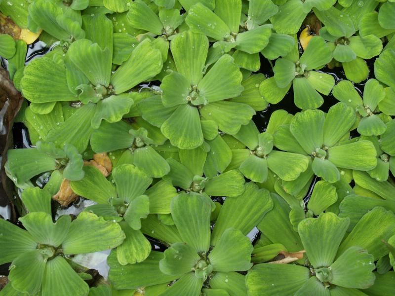 Cambridge, England: Botanic Garden: Water Lettuce (Pistia Stratiotes)
