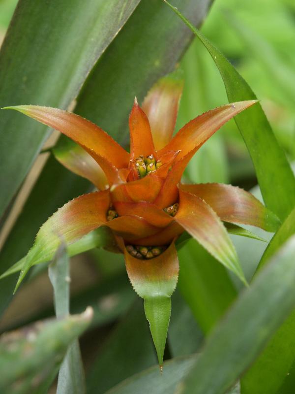 Cambridge, England: Botanic Garden: Nidularium billbergioides