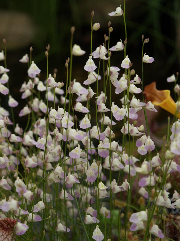 Cambridge, England: Botanic Garden: Utricularia livida