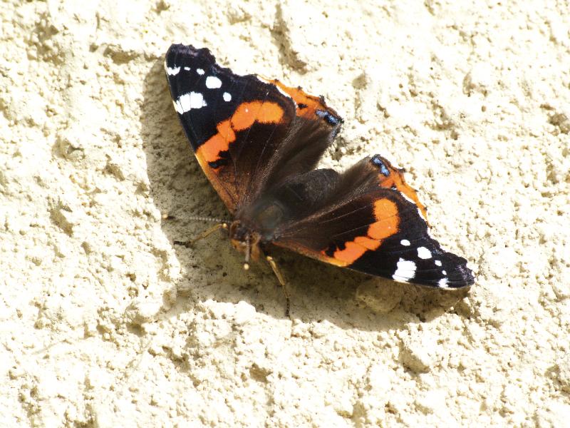 Cambridge, England: Roseford Road: Red Admiral butterfly (Vanessa atalanta)