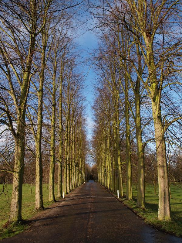 Cambridge, England: Trinity College: view down the Avenue