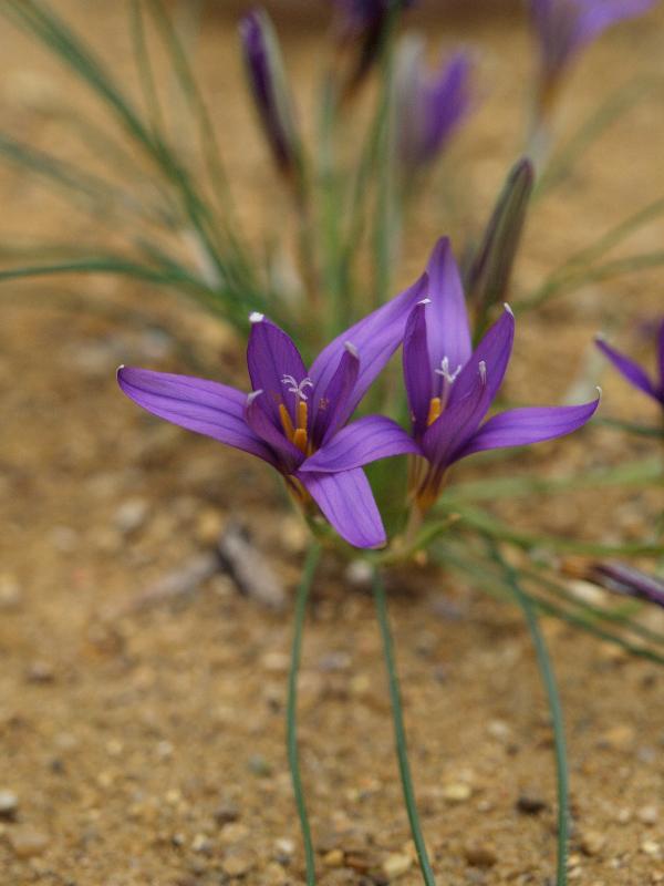 Cambridge, England: Botanic Garden: Romulea sp.